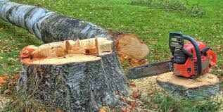 Best Tree Health Inspection  in El Monte, CA