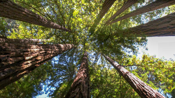 Best Tree Maintenance Programs  in El Monte, CA