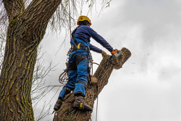 Best Tree Mulching  in El Monte, CA