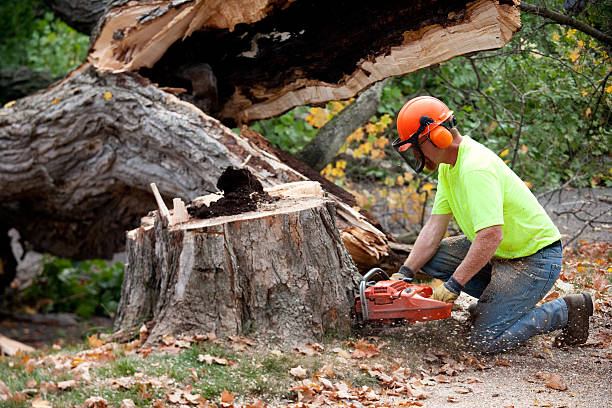 Best Hazardous Tree Removal  in El Monte, CA