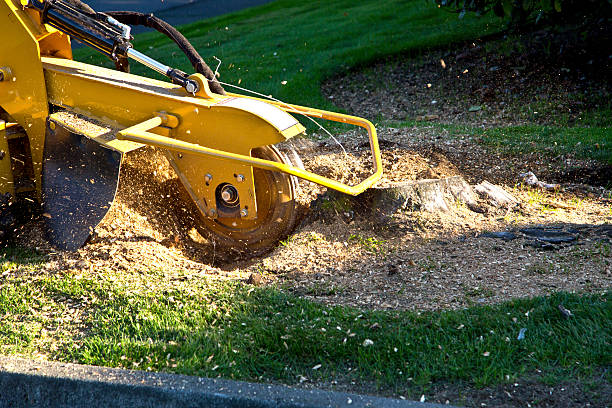 Best Storm Damage Tree Cleanup  in El Monte, CA