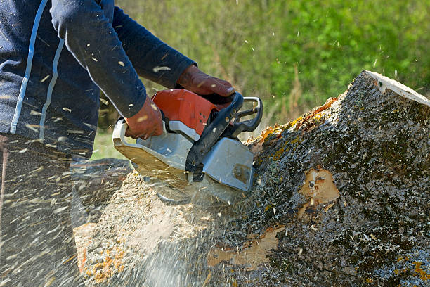 How Our Tree Care Process Works  in  El Monte, CA
